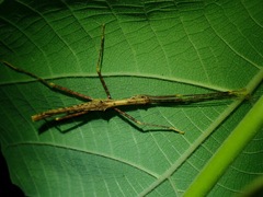 Asceles margaritatus