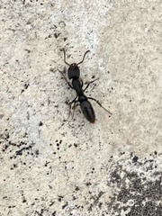 Pachycondyla harpax