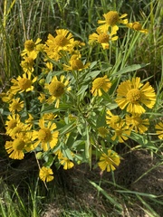 Helenium