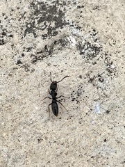 Pachycondyla harpax