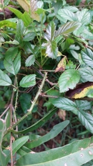 Rubus trivialis