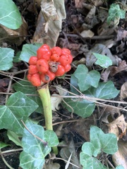 Arum maculatum