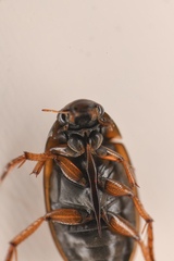 Tropisternus lateralis