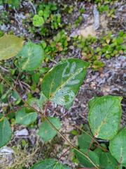 Phyllocnistis populiella