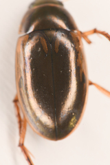 Tropisternus lateralis