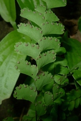 Adiantum diaphanum