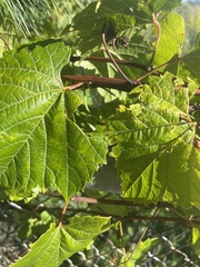 Vitis vulpina