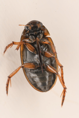 Tropisternus lateralis