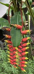 Heliconia