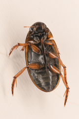 Tropisternus lateralis