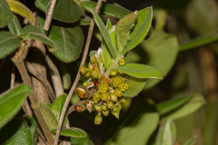 Lindera glauca