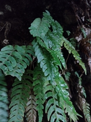 Cranfillia deltoides