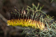 Grevillea armigera
