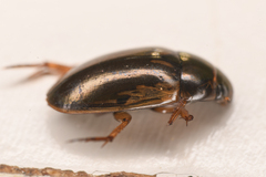 Tropisternus lateralis