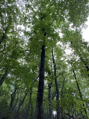 Quercus montana
