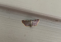 Hypsopygia