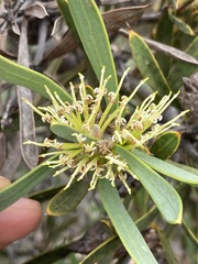 Hakea corymbosa