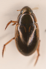 Tropisternus lateralis