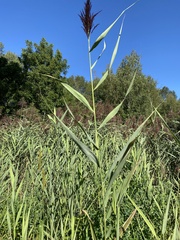 Phragmites