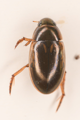 Tropisternus lateralis