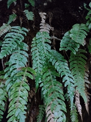 Cranfillia deltoides