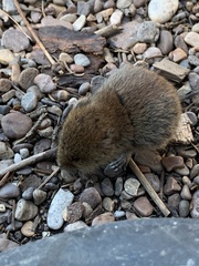Microtus pennsylvanicus