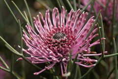 Isopogon divergens