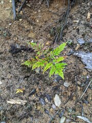 Pteridium aquilinum latiusculum