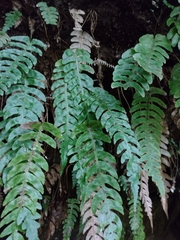 Cranfillia deltoides