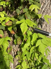 Fraxinus americana