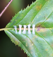 Phyllonorycter coryli