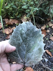 Populus grandidentata