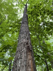 Quercus montana