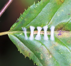 Phyllonorycter coryli