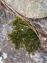 Hedwigia ciliata