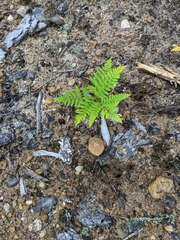 Pteridium aquilinum latiusculum