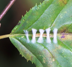 Phyllonorycter coryli