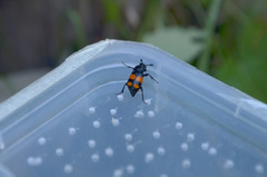 Nicrophorus vespilloides