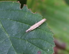 Agriphila inquinatella