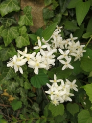 Clematis armandii
