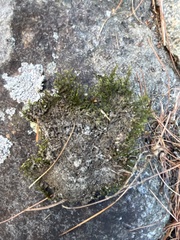 Hedwigia ciliata