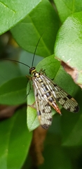 Panorpa germanica