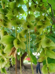 Pterocarya fraxinifolia