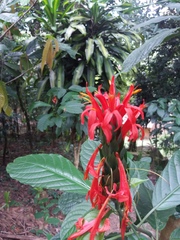 Pachystachys spicata