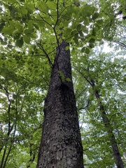 Quercus montana