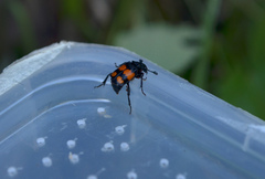 Nicrophorus vespilloides