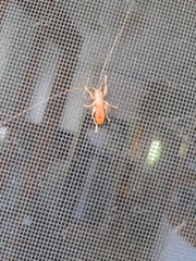 Camptonotus carolinensis