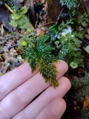 Hymenophyllum australe