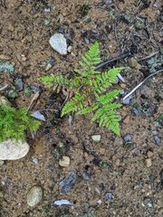 Pteridium aquilinum latiusculum