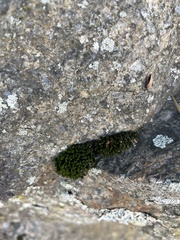 Ulota crispa